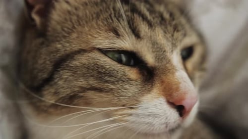 Close-up of sleepy striped tabby cat indoors