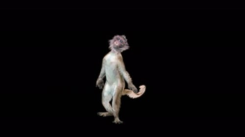 55 Monkey Dance 4K