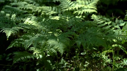 Green Forest Fern with Sun Rays Reflected on It