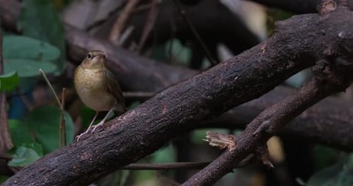 Small Brown Bird Perched on Dark Branch