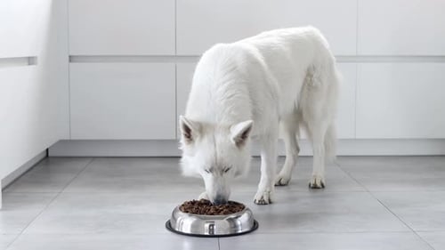 Food delivery for happy domestic animals, little best friends. Pet shop. Animal feed