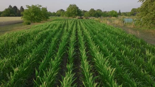 Aerial Footage of Drone Flying Over Corn Field