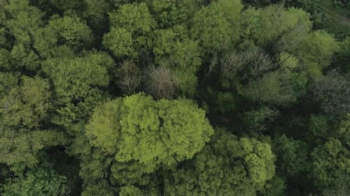 Aerial Shot Of Trees Logged In A Forest, Environmental Destruction