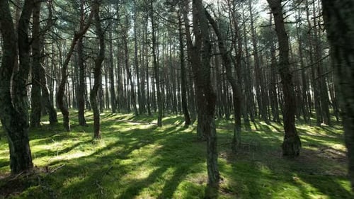 Wonderful spring scenery in national park beauty of nature and high treetops