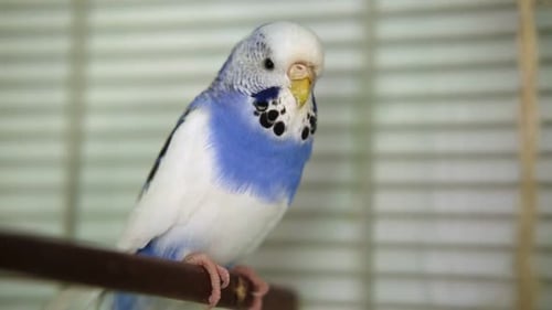 Colorful Budgerigar Parakeet Perched Elegantly on Its Perch Within Cage Exhibiting Its Beauty A