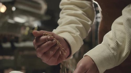 Brewmaster verificando grãos de cevada do saco