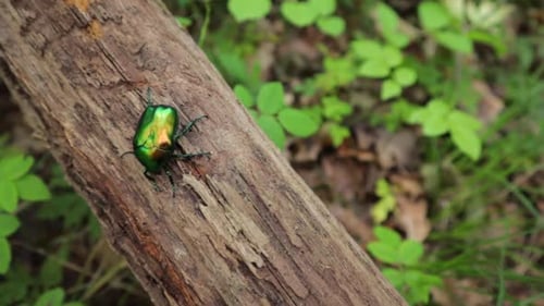 truck left high-angle macro shot of a dogbane beetle sitting on a branch in the forest motionless