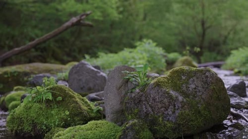 Daisen National Park, Tottori Japan. Slow Pan Across Mossy Rocks and River