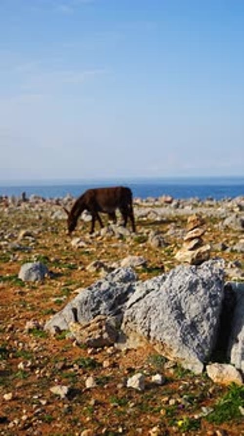 Two Donkeys Stand Among Rocky Terrain with Small Stone Cairns at the Northeasternmost Point of