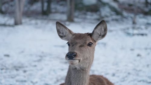 Young Deer Sitting On Snowy Landscape - close up