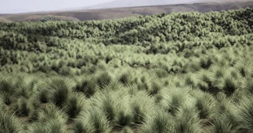 Expansive Green Grasslands with Gentle Hills in a Serene Landscape