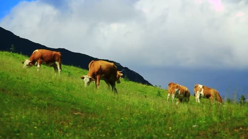 Cows Grazing Peacefully on Green Hillside