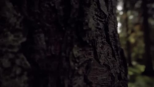 Smooth panning shot transitioning from a close-up of a single tree to a wide view of a dense, tranqu