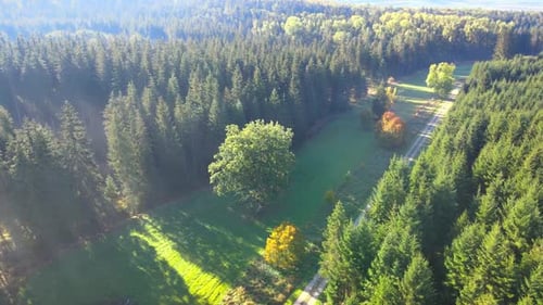 cinematic flight in the morning in a forest