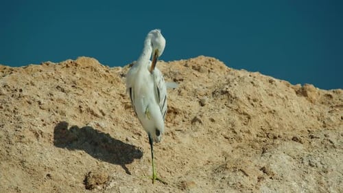 White Reef Heron Preening Feathers While Standing on One Leg on Rocky Coast in Egypt Calm Coastal