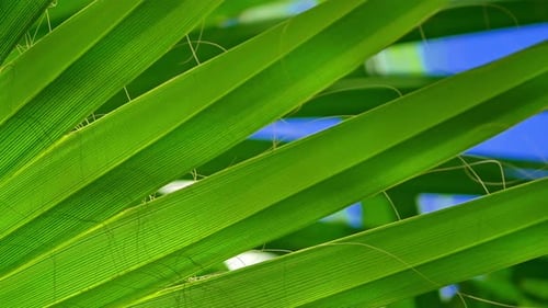 Close up shot of a vibrant green palm