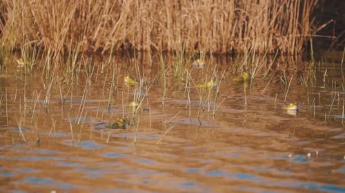 Tagsüber schwimmen viele Frösche im seichten Wasser