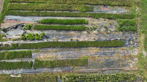 Aerial Modern Seedling Garden