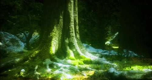 Majestic Tree Basking in Sunlight Within a Tranquil Forest Environment