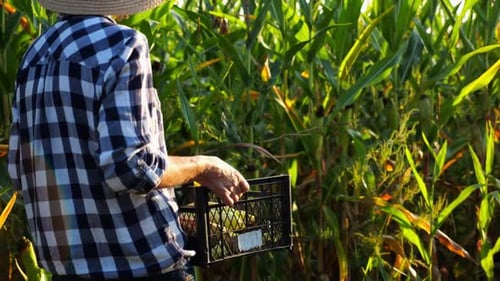 Female Farmer with Plastic Harvest Box Explores Corn Stems While Going at Field Adult Beautiful