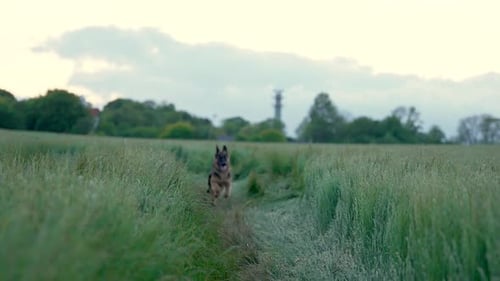 German shepherd running past camera in a grass field