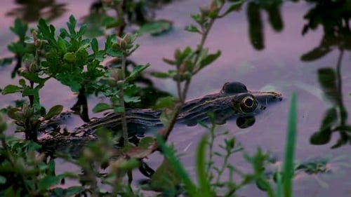 Submerged toad hiding in river bank vegetation looking up from shallow water