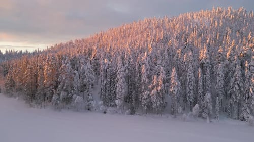Drone shot rise up over a frozen lake and a winter spruce forest at sunrise. Aerial