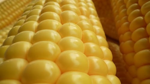 Fresh Corn 15