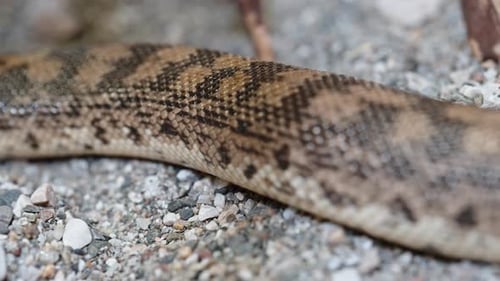 Gros plan d'un serpent boa de sable aux écailles détaillées rampant sur du gravier dans un cadre naturel