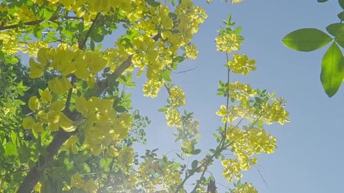 Descendant entre les branches aux fleurs jaunes de Laburnum, rétro-éclairées