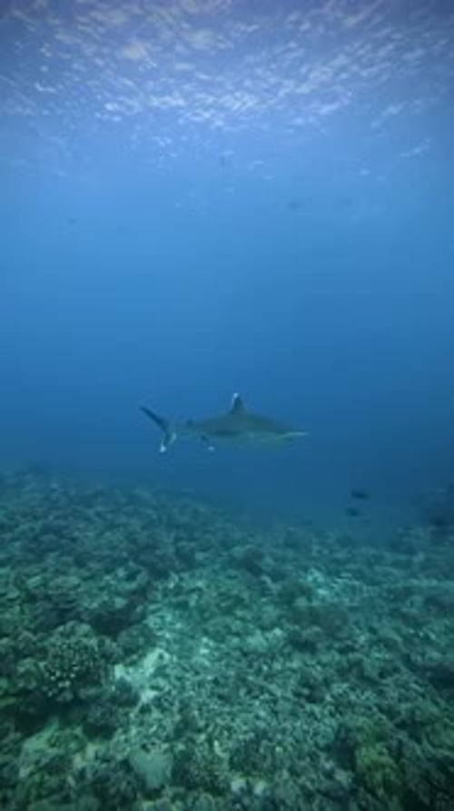 Underwater Serenity: Coral Reef Ecosystem