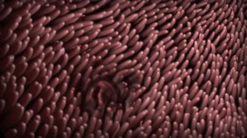 Microscopic view of unhealthy villi in the human intestine