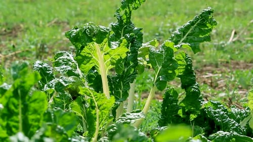 Agriculture intelligente - Agriculture intelligente verte, bioorganique et à faible production de déchets - Un plant de mangue dans un jardin potager
