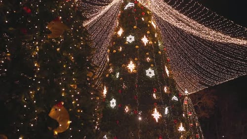 Christmas Trees with Amazing Illuminations Stand in the City's Central Square
