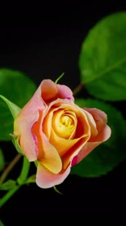 Time-Lapse of a Colorful Rose Blooming