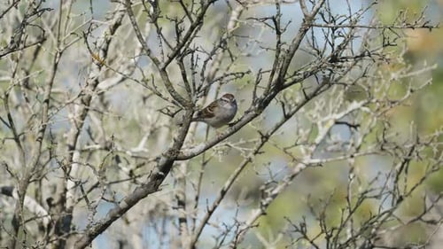 Sparrow Resting on Bare Tree Branch