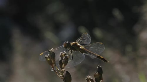 Dragonfly Resting on a Plant Gently Swaying in the Breeze