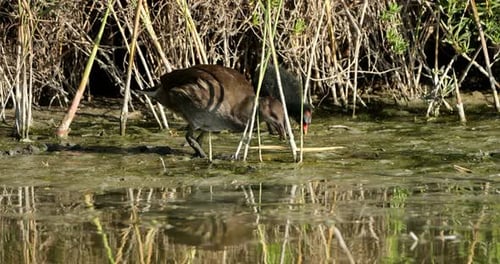 Common moorhen, juvenile and chick, ((Gallinula chloropus), the Camargue, France