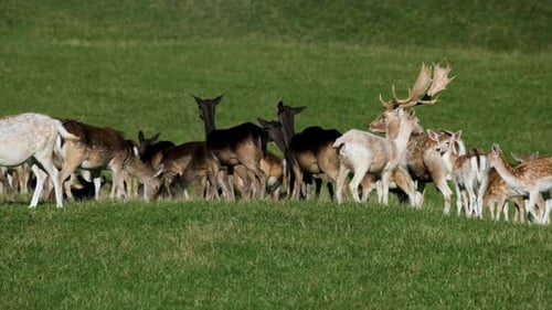 Group of Whitetaile Deer in Open Grassy Field