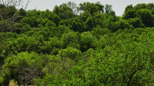 Clean, pristine environment. Verdant thicket, untouched by human hand.