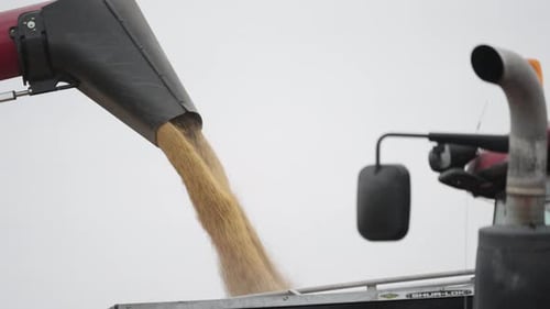 Slow Motion Shot of Grain Shooting from Combine Harvester Chute into Grain Bin