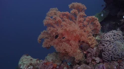 wide angle shot of an orange soft coral on healthy coral reef with blue ocean as backdrop.