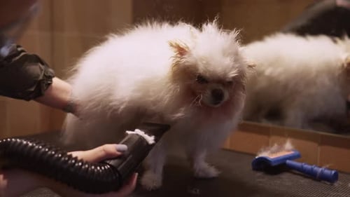 Small White Dog Being Dried After Grooming