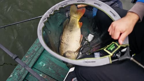 Nahaufnahme eines Berufsfischers, der einen Karpfenfisch am Ufer eines Flusses hält und in Stauseen fischt