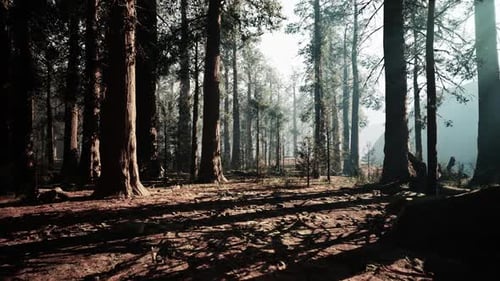 Majestic Sequoia Trees Standing Tall in a Serene Forest at Dawn