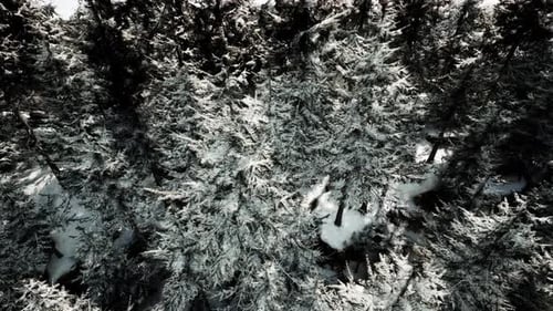 Winter Aerial View Over Snow-Covered Pine Forest