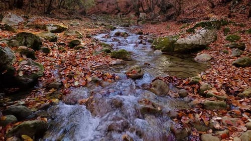 River with Flowing Water in Autumn Day