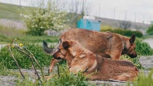 Deux chiens errants posés sur le sol et regardant tristement autour de près