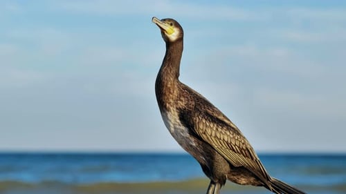 Brauner Kormoran mit gelbem Schnabel thront auf einem Felsen mit Blick auf das ruhige Schwarze Meer vor klarem blauem Himmel