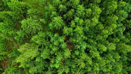 Green vibrant forest with pine trees, aerial top down view